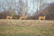 Sandrine GALLÉ - COM UNE CREVETTE - SG PHOTOGRAPHIE